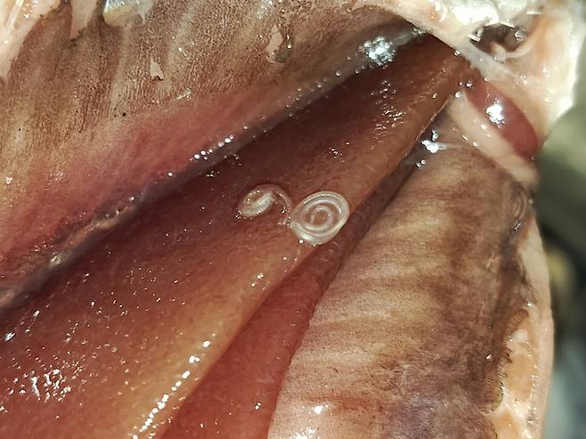 민물에서 잡은 생선을 익혀먹지 않으면 담관암 발생 위험을 크게 높인다. 사진은 청어 몸속에서 발견된 기생충./사진=게티이미지뱅크