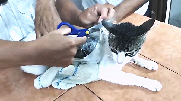 고양이 몸에 붙은 꾸러미를 제거하는 모습. 꾸러미 안에선 대마초와 코카인이 발견됐다. [코스타리카 법무부 페이스북]