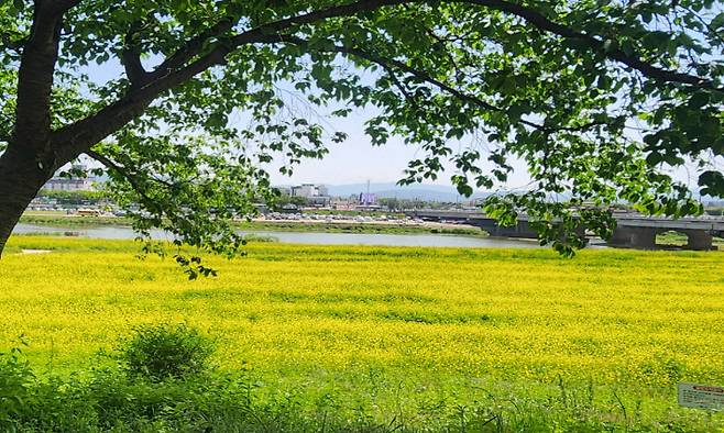 경주시가 형산강 유휴부지를 정비해 형산강변 갓꽃단지를 조성했다. 경주시 제공