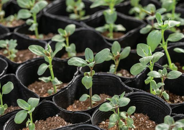 모종으로 기르고 있는 금어초.