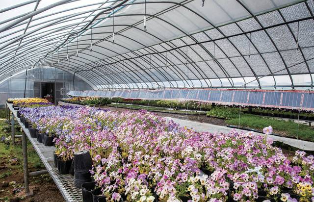 팬지·비올라·마리골드·금어초·애플민트·타임·바질 등 10여 종의 식용 꽃과 허브를 재배하고 있다.