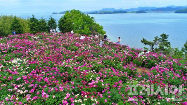 ▲쪽빛 바다와 어우러진 작약꽃밭ⓒ고흥군