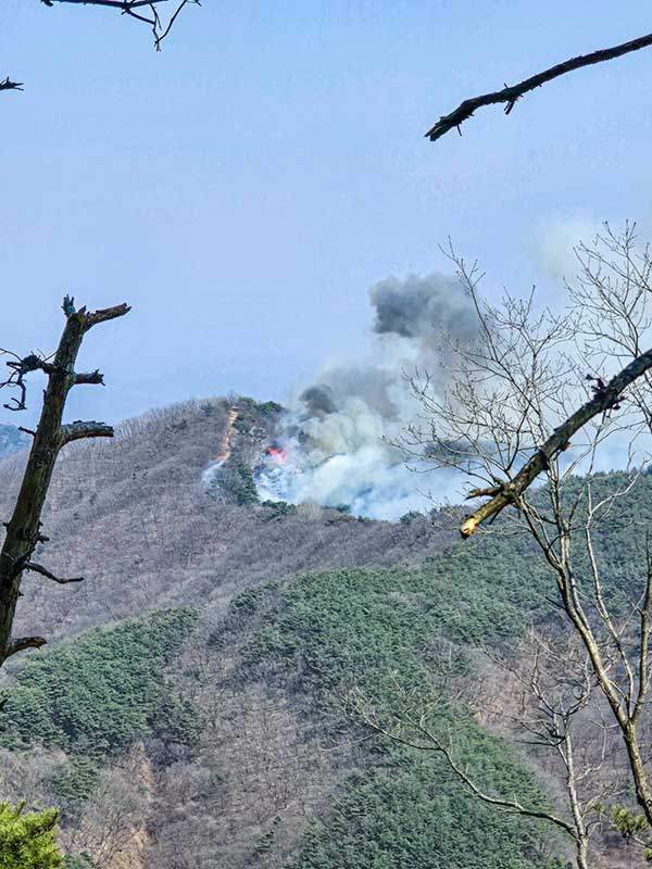 감태봉에서 본 3월 22일 성암산 화재 현장. 수년 전에 발생한 감태봉 산불로 인해 불에 타 죽은 나뭇가지 사이로 화재 현장이 보인다. 화재 현장에 능선 산행로가 뚜렷이 보인다.