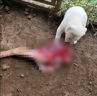 사진제공= 제주도 자치경찰단