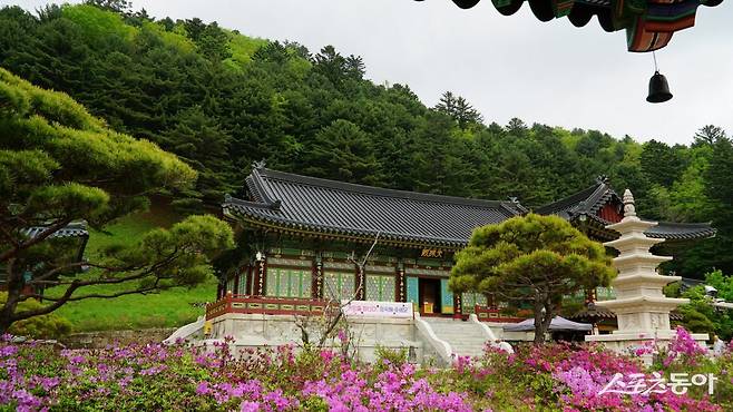 5월 봄비가 내릴 때 찾은 오대산의 천년 고찰 상원사. 대표적인 선원 도량으로 고즈넉한 분위기가 화사하게 핀 봄꽃과 어우러져 고아한 정취를 자아낸다           평창·영월｜김재범 기자 oldfield@donga.com