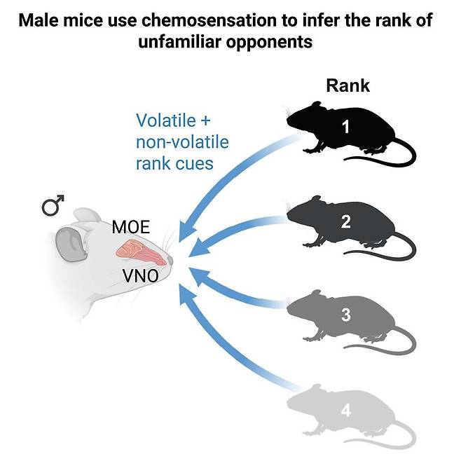 "생쥐, 냄새 같은 화학적 신호로 낯선 상대 서열 감지한다" 실험 결과 생쥐는 낯선 상대를 만나면 냄새나 페로몬 같은 휘발성(volatile) 또는 비휘발성(non-volatile) 화학물질을 감지하는 주요 후각상피(MOE)와 서골비기관(鋤骨鼻.VNO)을 이용해 상대 서열을 파악하는 것으로 나타났다. [Current Biology/Borak, N. et al. 제공. 재판매 및 DB 금지]