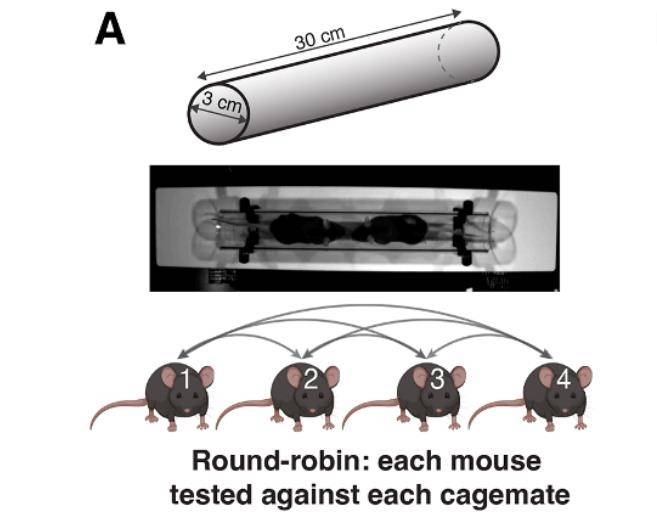 생쥐들의 서열 인식 방법 관찰 실험 연구팀은 수컷 생쥐가 지름 3㎝, 길이 30㎝의 투명관 반대쪽 끝에서 들어가 중간에서 마주치는 실험을 하며 생쥐들의 행동을 관찰했다. 몸 크기 같은 시각 정보의 영향을 알아보기 위해 같은 실험을 어두운 환경에서도 했다. [Current Biology/Borak, N. et al. 제공. 재판매 및 DB 금지]