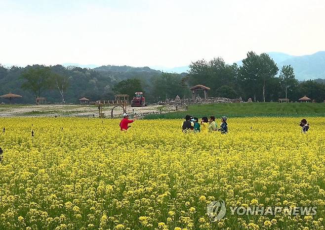철원 고석정 꽃밭 [철원군 제공. 재판매 및 DB 금지]