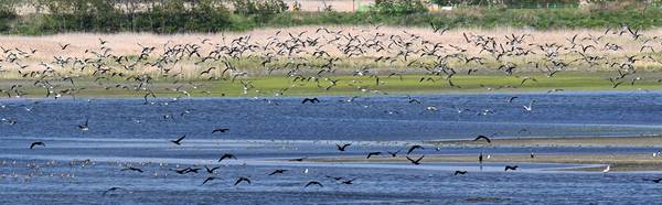 최대 철새 기착지인 경기도의 도래지 일대에 은신을 방해하는 인공 장애물이 설치돼 이곳을 찾는 철새가 매년 줄어들고 있는 실정이다. 화성시 매향리 일대에서 철새들이 먹이 활동을 하고 있다. 2025.5.21 /최은성기자 ces7198@kyeongin.com