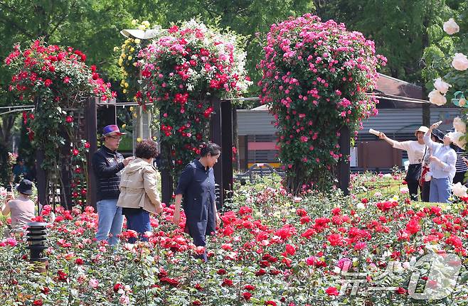 14일 오후 대구 달서구 이곡장미공원을 찾은 시민들이 초여름 더위 속에 형형색색 곱게 핀 장미를 감상하고 있다. 대구 달서문화재단은 오는 16~18일 이곳에서 1만4000여 송이 장미가 반기는 축제 '장미꽃 필(feel) 무렵'을 개최한다. 2025.5.14/뉴스1 ⓒ News1 공정식 기자