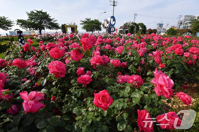 13일 오전 경북 포항시 북구 영일대장미공원에서 수 만 송이의 장미가 꽃망울 활짝 터뜨리고 있다. 2025.5.13/뉴스1 ⓒ News1 최창호 기자
