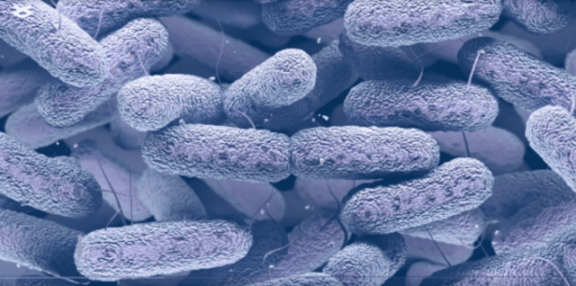 작년 ISS에 발견된 돌연변이 박테리아 ' 엔테로박터 부간덴시스'의 변종 (사진=NASA)