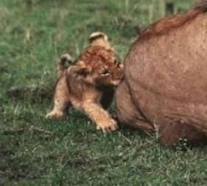아빠 사자의 엉덩이 깨무는 아기 사자