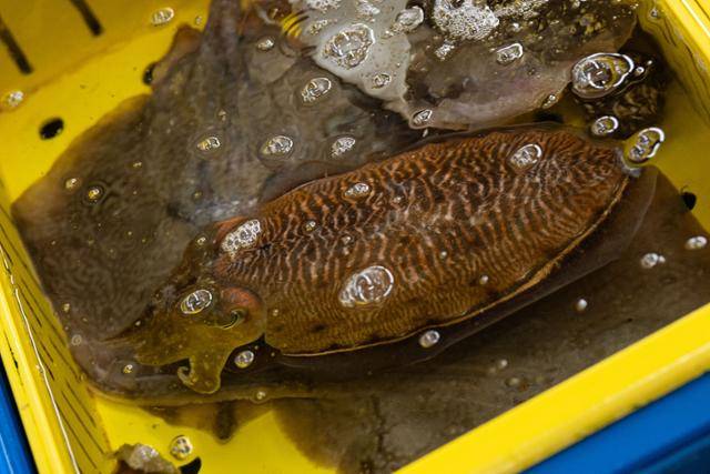 부산 수영구 민락어민활어직판장 수조에 커다란 갑오징어가 유영하고 있다.