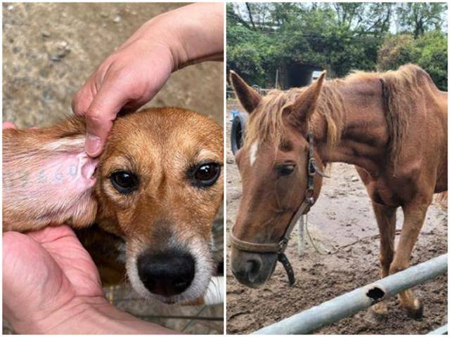 시민들은 2024년 올해의 동물 뉴스로 굶주린 채 죽는 퇴역 경주마와 한 해 450만 마리가 동원되는 동물실험 실태를 각각 1, 2위로 꼽은 바 있다. 고은경 기자·비글구조네트워크 제공