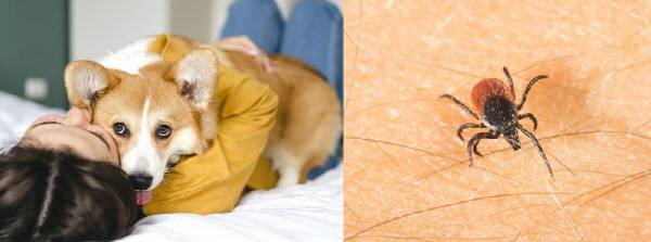 인수공통감염병이 동물을 통해 사람에게 전염되는 것이 흔한 일은 아니지만, 일단 전파되면 심각한 건강 문제가 발생할 수 있어 주의가 필요하다. /사진=클립아트코리아