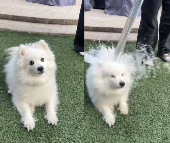 해외에서 반려견에게 얼음물을 붓는 ‘아이스버킷 챌린지’가 확산하면서 논란이 일고 있다./사진=틱톡 캡처