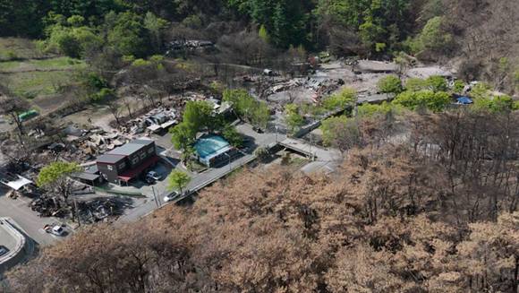 산불 피해가 심했던 주왕산 국립공원 내 달기약수터. 침엽수가 주를 이루고 있었다. [사진=그린피스]