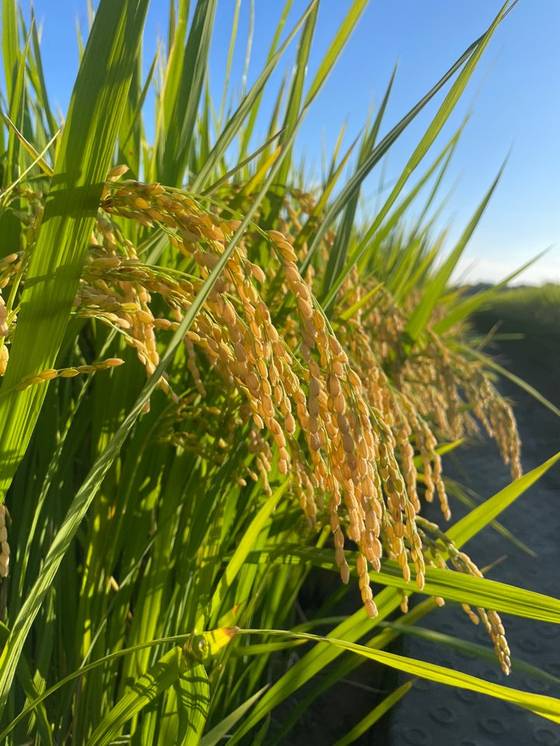 전남 나주에서 생산한 '새청무' 쌀. 사진 전남도