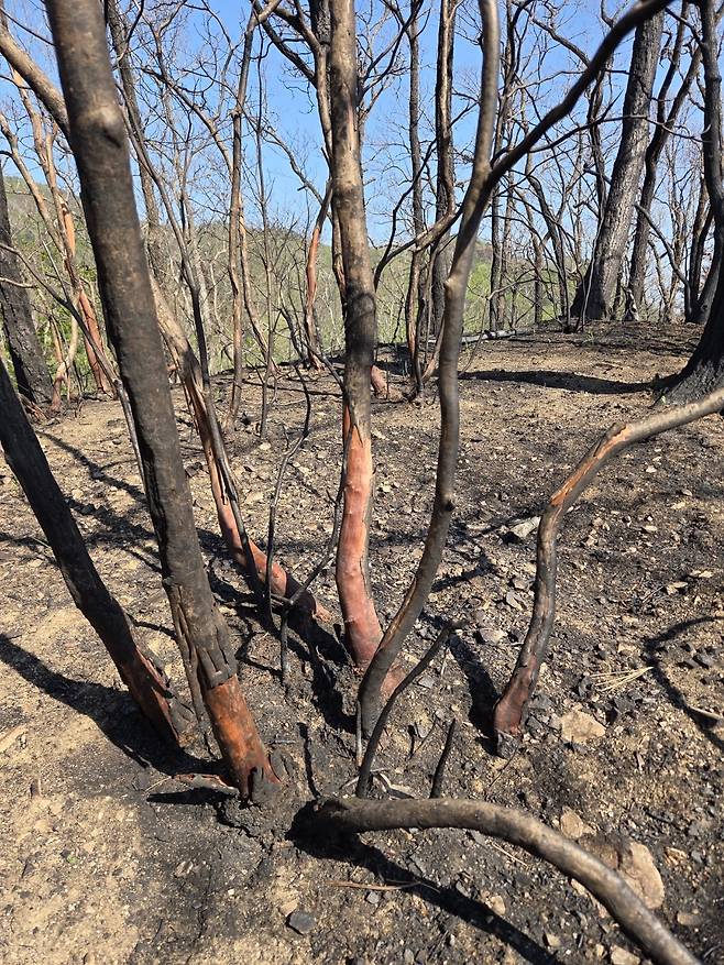 우동걸 박사가 산불 피해 지역을 조사하며 마주한 나무. 이번 산불로 수 많은 야생동물이 서식지를 잃었다. 우동걸 박사 제공