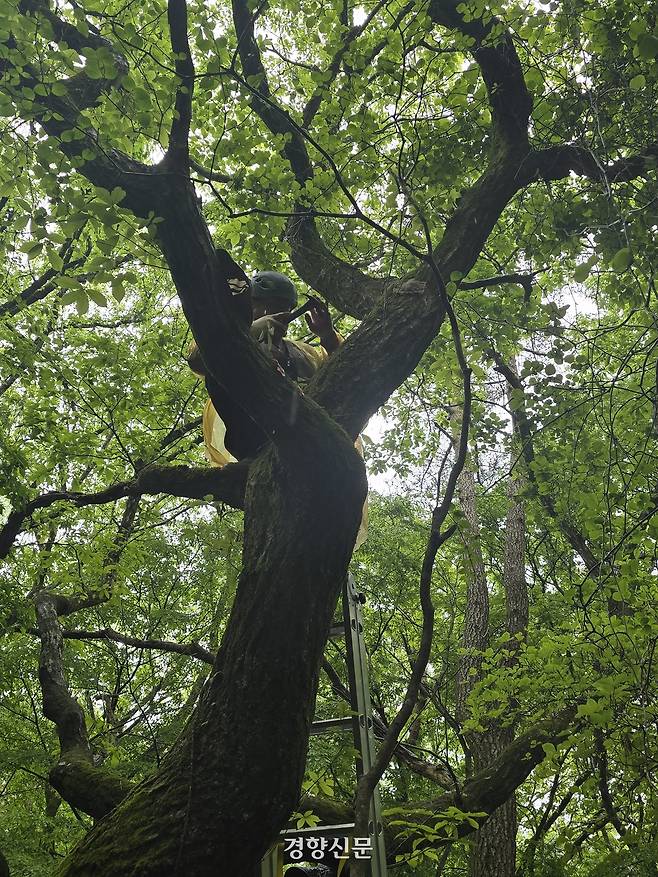 제주도 세계유산본부 연구진들이 상록활엽수림에 조직배양한 비자란을 이식하고 있다. 제주도 제공