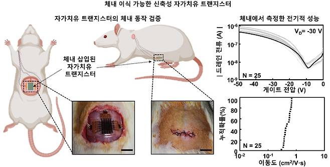 체내에 이식할 수 있는 신축성 자가치유 트랜지스터. 한국연구재단