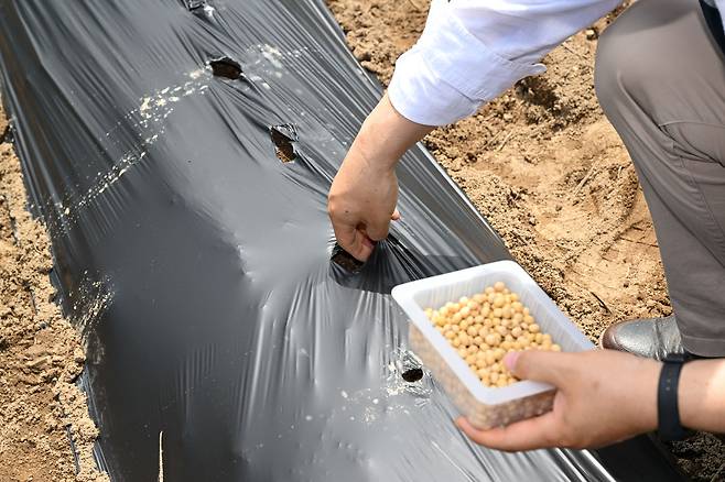 파종행사 참가자가 21일 인천 강화도 밭에서 백태 콩을 심고 있다. 강화도(인천)=신석현 포토그래퍼