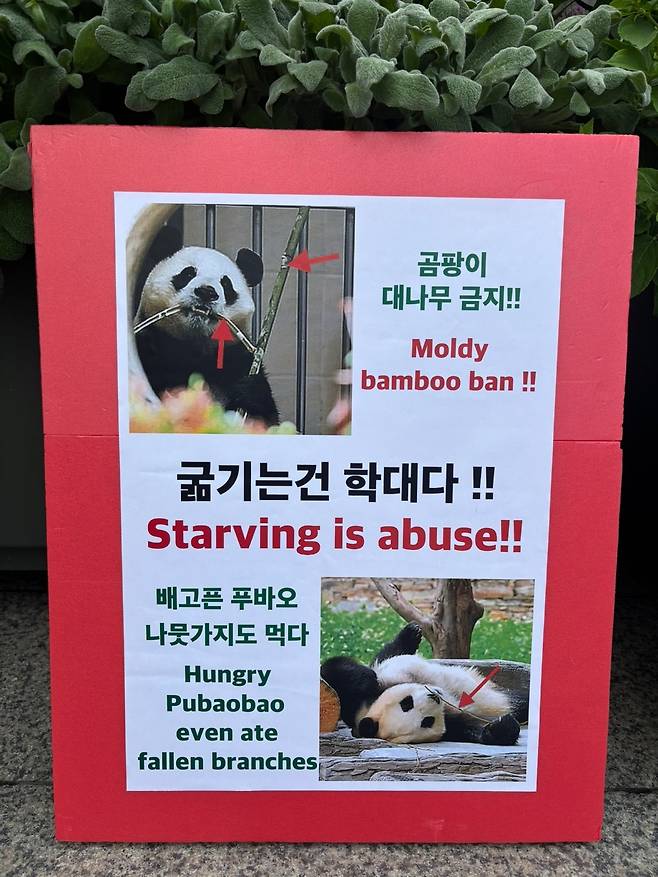 푸바오 살리기 피켓시위[푸바오 살리기 시민연대 제공]