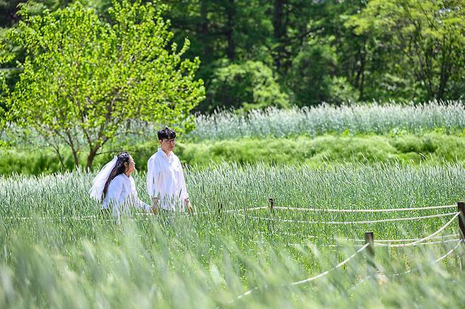 [세종=뉴시스] 사진은 지난 19일 정선 덕우리 청보리밭 내 스몰 웨딩 포토존 모습. (사진=정선군 제공) 2025.05.20. photo@newsis.com *재판매 및 DB 금지