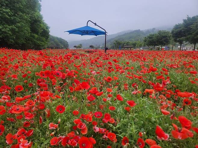 [함양=뉴시스] 서희원 기자= 21일 천년의 숲 함양 상림공원 인근경관단지에 조경용 양귀비가 활짝 피어있다.  2025. 5. 21. shw1881@newsis.com *재판매 및 DB 금지