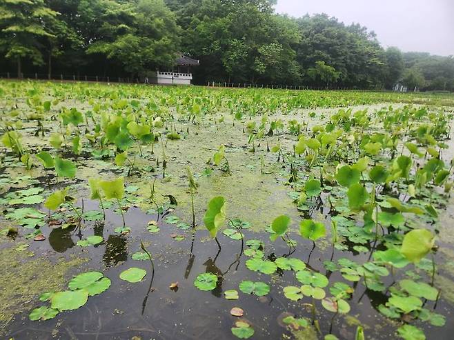 [함양=뉴시스] 서희원 기자= 21일 천년의 숲 함양 상림공원 인근 경관단지에 연이 자라고 있다.  2025. 5. 21. shw1881@newsis.com *재판매 및 DB 금지