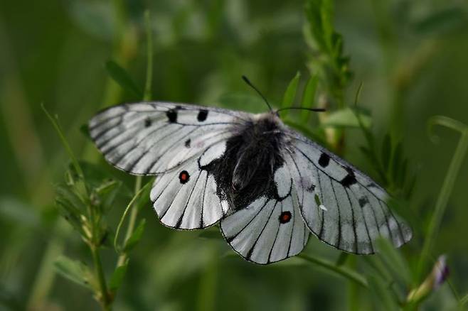 [의성=뉴시스] 붉은점모시나비 (사진=정수근 대구환경운동연합 생태보전국장 제공) 2025.05.21. photo@newsis.com *재판매 및 DB 금지