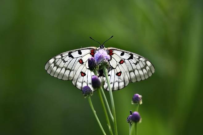 [의성=뉴시스] 붉은점모시나비 (사진=정수근 대구환경운동연합 생태보전국장 제공) 2025.05.21. photo@newsis.com *재판매 및 DB 금지