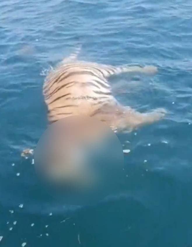 러시아 해안에서 포착된 호랑이의 사체 [출처:데일리메일]