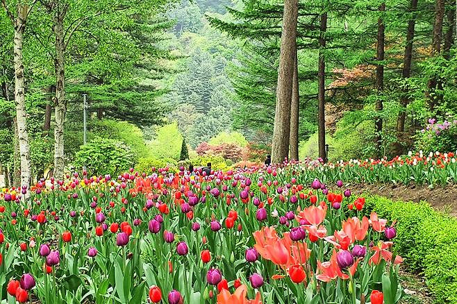 꽃구경 아직 못했다면 서울근교 꽃명소로!