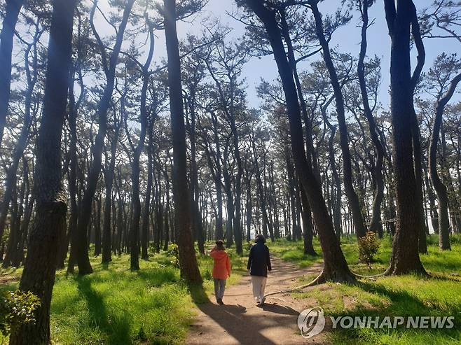 울산 대왕암공원 해송길 [연합뉴스 자료사진]