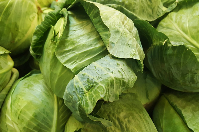 양배추