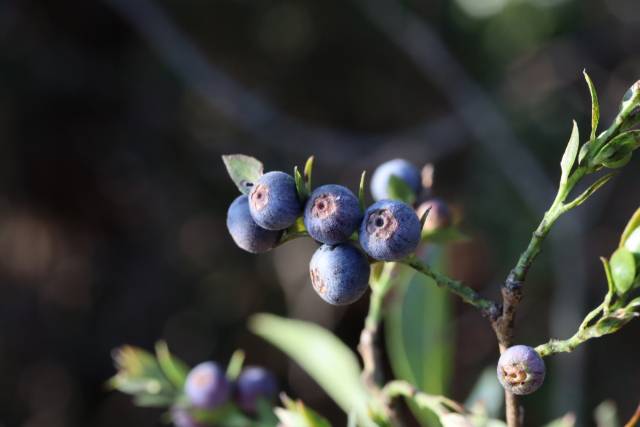 토종 블루베리로 불리는 모새나무 열매. 국립산림품종관리센터 제공
