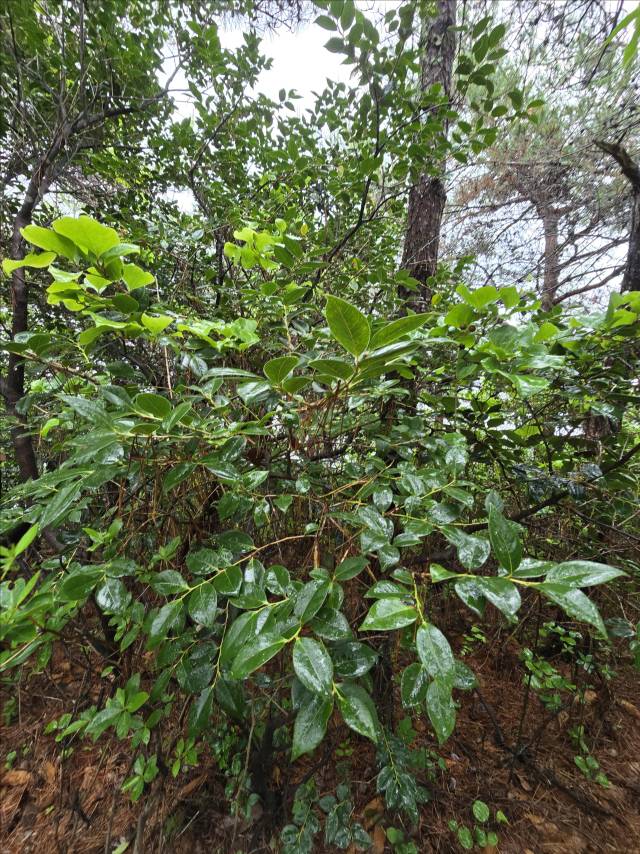 통영시 용남면 선촌마을 인근 숲에서 발견된 모새나무 자생지. (사)바다숲 제공