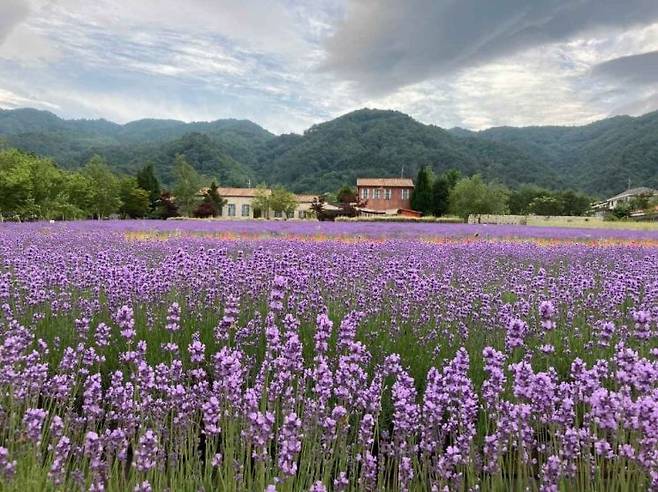 강원도 고성군 간성읍 꽃대마을에서 열리는 '고성 라벤더 축제' 작년 축제 현장.  라벤더 꽃이 활짝 피어 있다. 사진=한국관광공사 '대한민국 구석구석' 홈페이지.