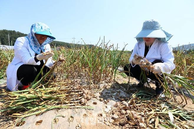 마늘 '홍산' 수확 모습. ⓒ농촌진흥청청