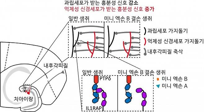 PTPδ의 미니 엑손 B로 인해 조절되는 흥분-억제 비율. IBS 제공.