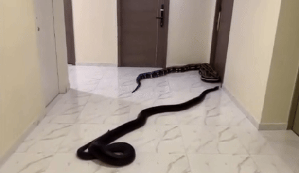태국 방콕의 한 아파트에서 수년간 시끄럽게 짖는 반려견을 방치한 이웃에 분노한 남성이 복도에 대형 뱀 두 마리를 풀어 놓는 일이 벌어졌다. /사진=아카라폰 와나손 페이스북, 뉴시스