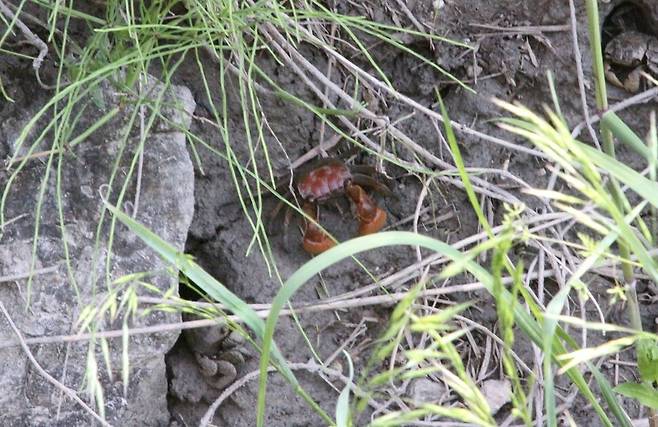 경기도 안산시 시화호 최상류 안산갈대습지에서 멸종위기 야생생물 2급인 붉은발말똥게 서식지가 발견됐다. 안산시 제공