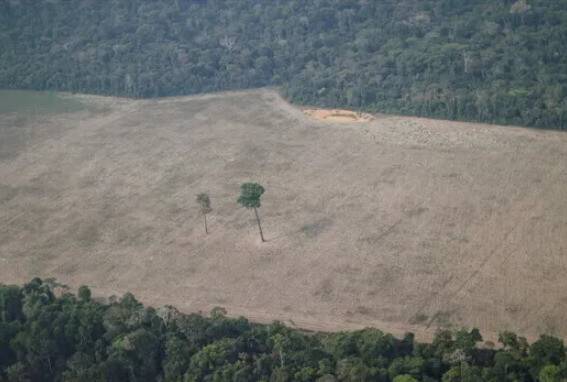 브라질 아마존의 무성했던 숲이 훼손된 모습. 마치 헤어 커터가 마구잡이로 머리를 밀고 지나간 것처럼 휑하다. 2020년 8월 14일 촬영했다. 로이터 연합뉴스