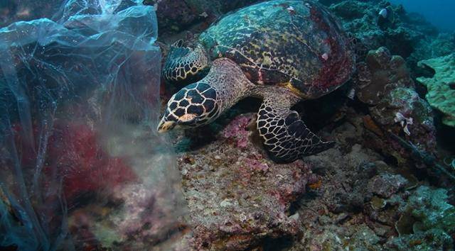 비닐봉지를 먹이로 착각한 매부리바다거북. WWF 제공