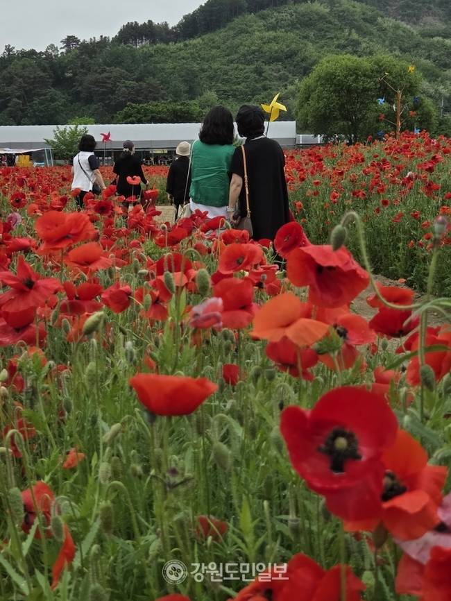 ▲ 제18회 원주 용수골 꽃양귀비 축제가 22일 판부면 용수골 꽃양귀비 정원 일원에서 막을 올렸다. 권혜민