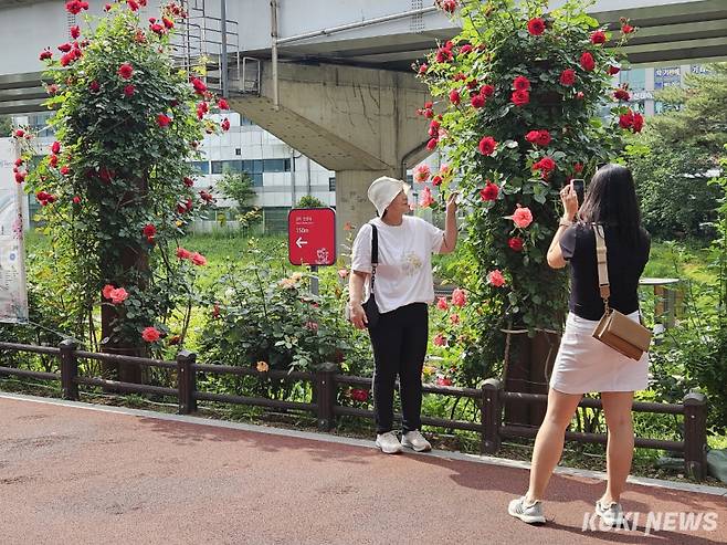 20일 서울장미축제가 열린 서울 중랑구 중랑장미공원. 이예솔 기자