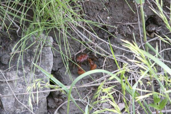 시화호 상류에 조성된 안산갈대습지에서 국내 최초로 멸종위기종 2급인 ‘붉은발 말똥게’가 대규모 서식 중인 것으로 확인됐다. 사진은 ‘붉은발 말똥게’. 안산시 제공