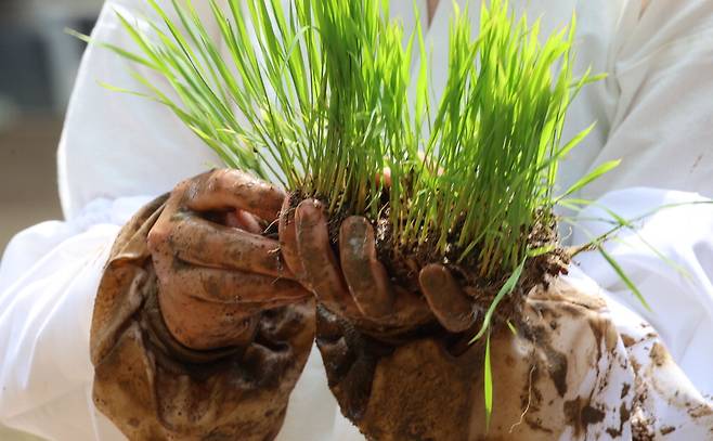 흙 묻은 손에 쥔 어린 모 한 줌. 모내기 체험 중인 어린 농부는 가을에 맞이할 수확의 기쁨과 희망을 모종에 담아봅니다. 이승환 기자